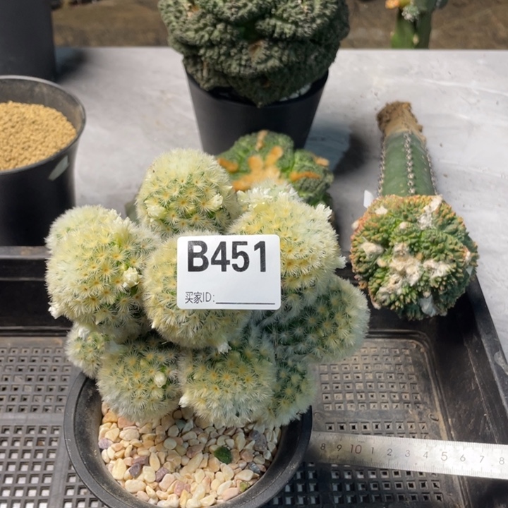 451嘉文丸群仙人球