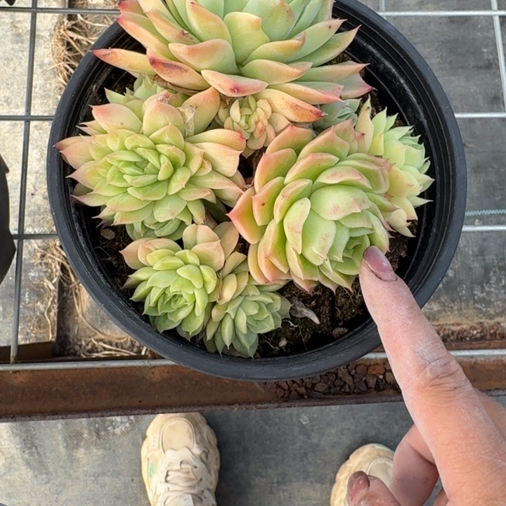 不知名多肉植物绿植