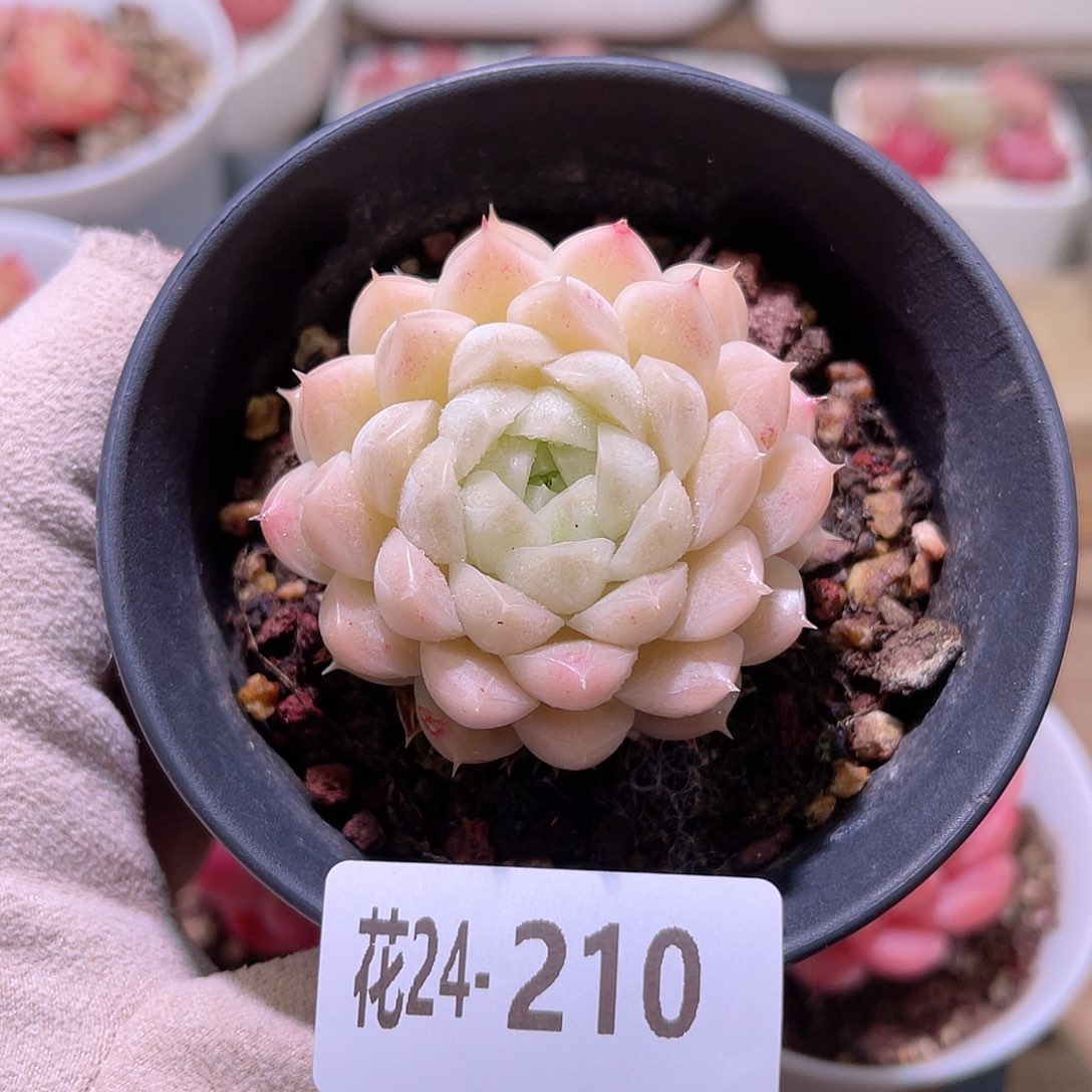 花利美24-210麦秆