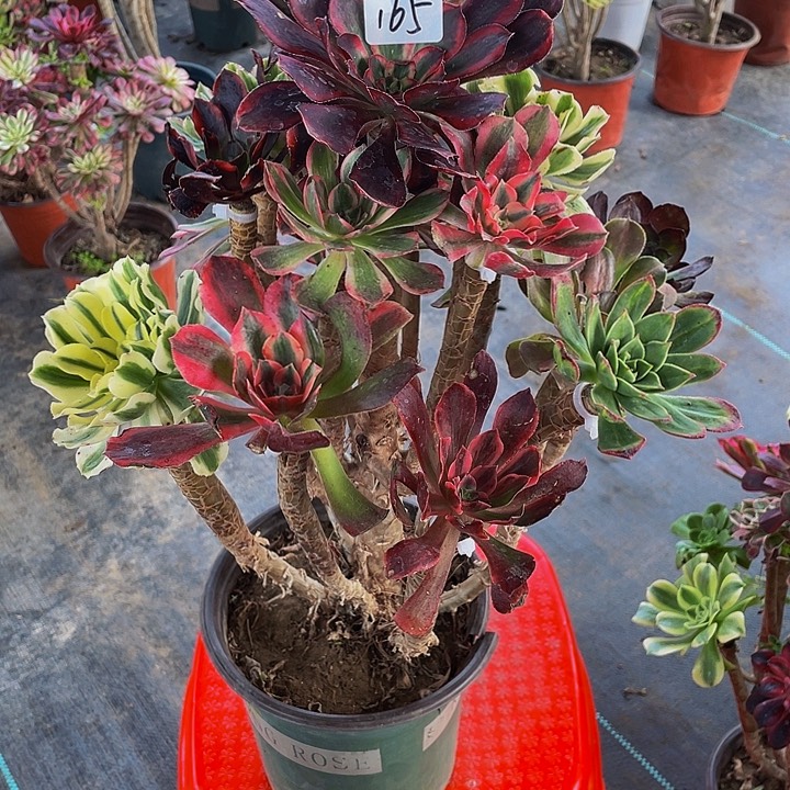 嗨***儿架接000000000165号