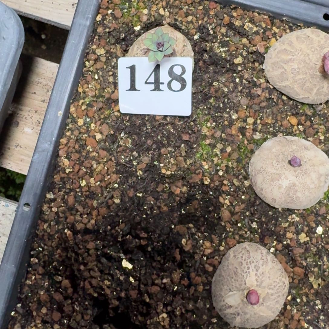 玫瑰大戟多肉植物
