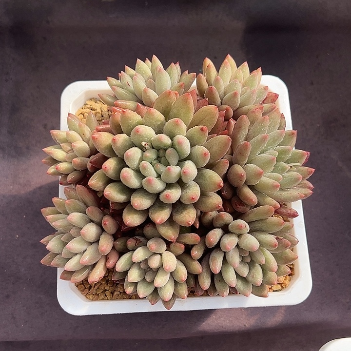 黄体红蜻蜓手捧多肉植物