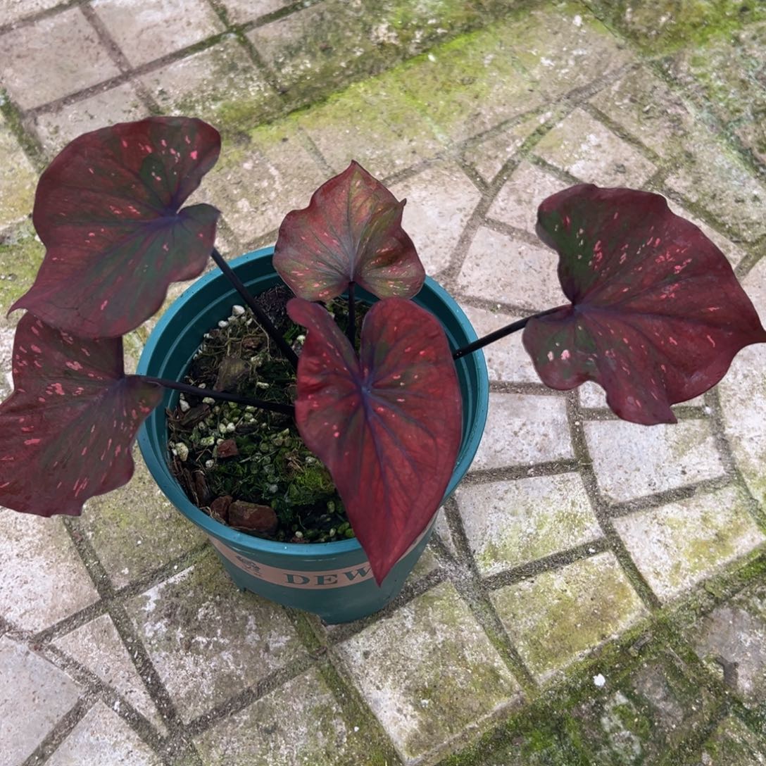 一***顺完全开放9408泰彩