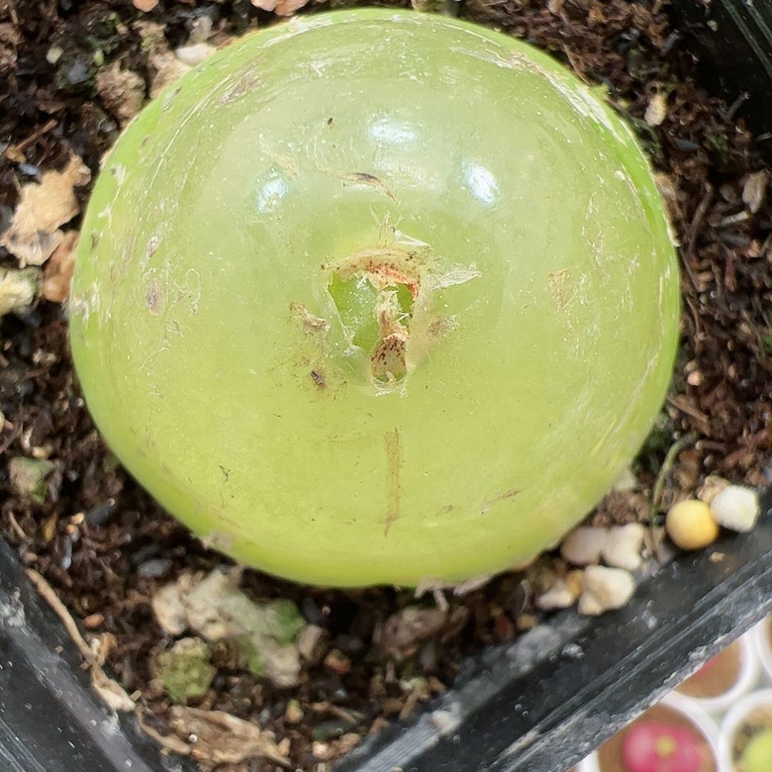 【闪购商品】104 大灯泡4.1cm