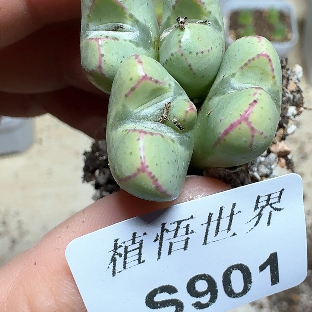 901号多肉植物哇c g