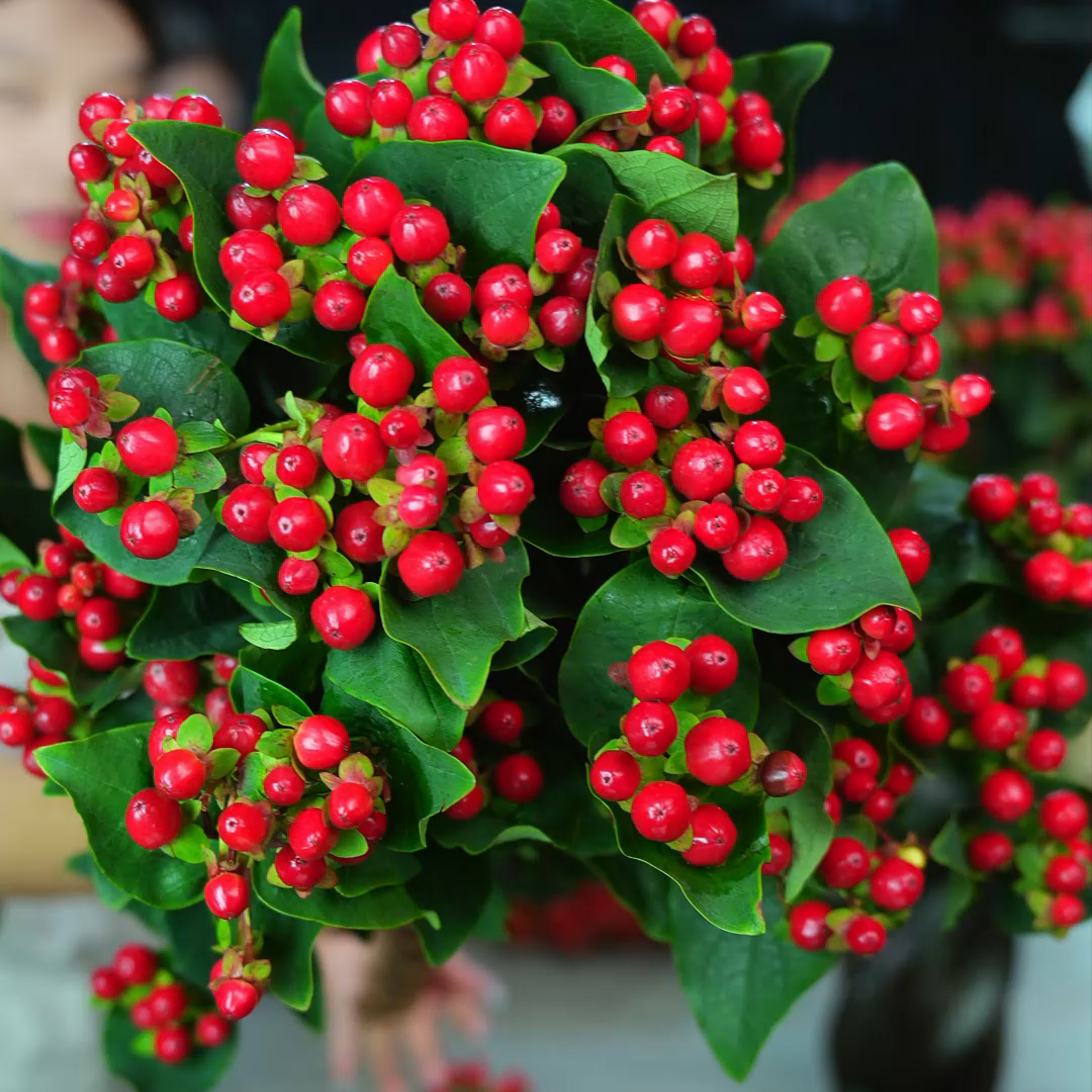 红豆相思豆鲜花花束家庭插花新鲜水养可做手捧花