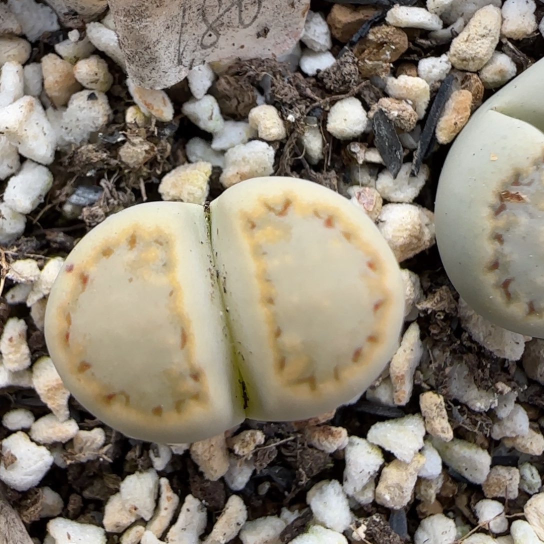 12.1。脱土发。216黄绿。  2018