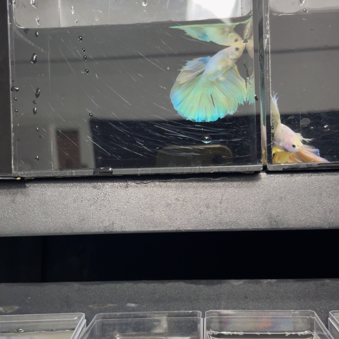 海水哈哈吃吧哈哈哈哈哈哈