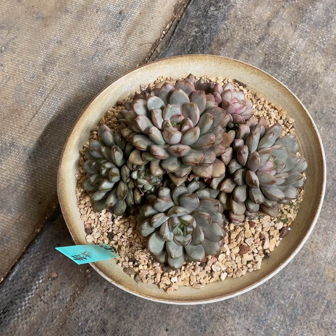 纳***物多肉植物的生长发育与生长