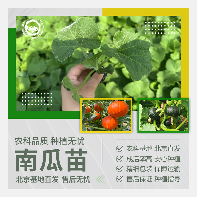 农科院南瓜苗板栗味贝贝南瓜秧苗蜜本玩具南瓜庭院观赏地栽蔬菜苗