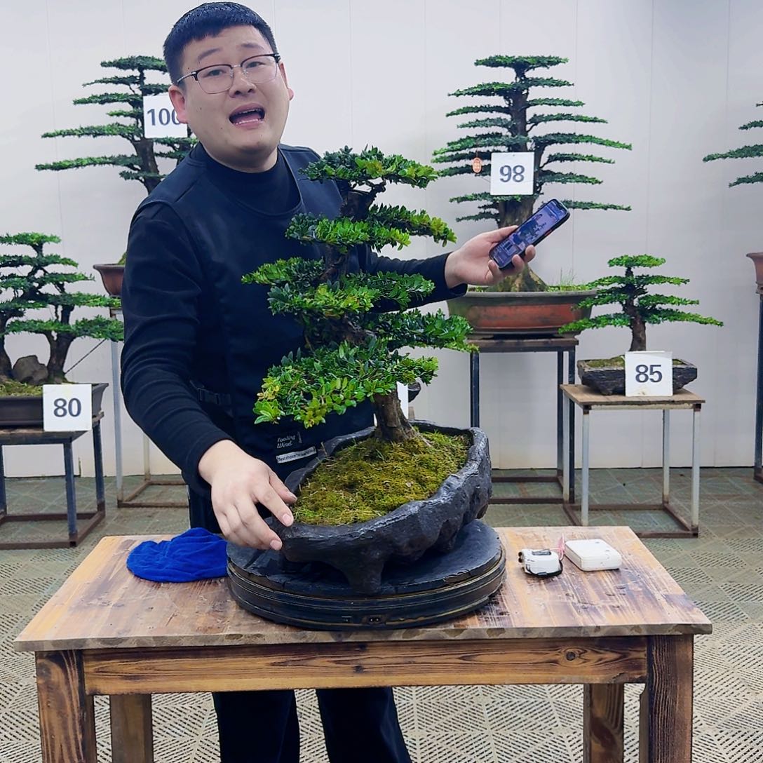 盆景罗汉松造型盆景