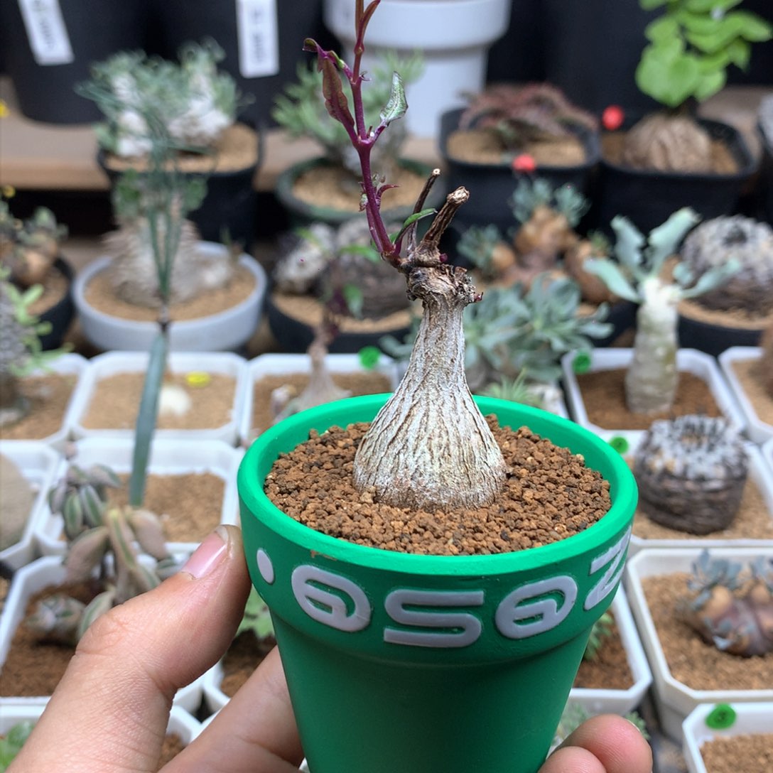 紫背罗摩带盆多肉