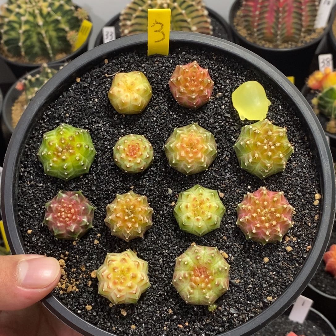 轮回128一个随便挑