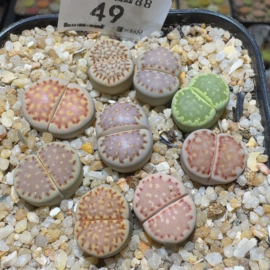 Ssss精品生石花49