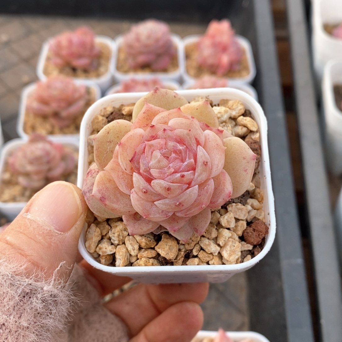 精品多肉一物一拍84