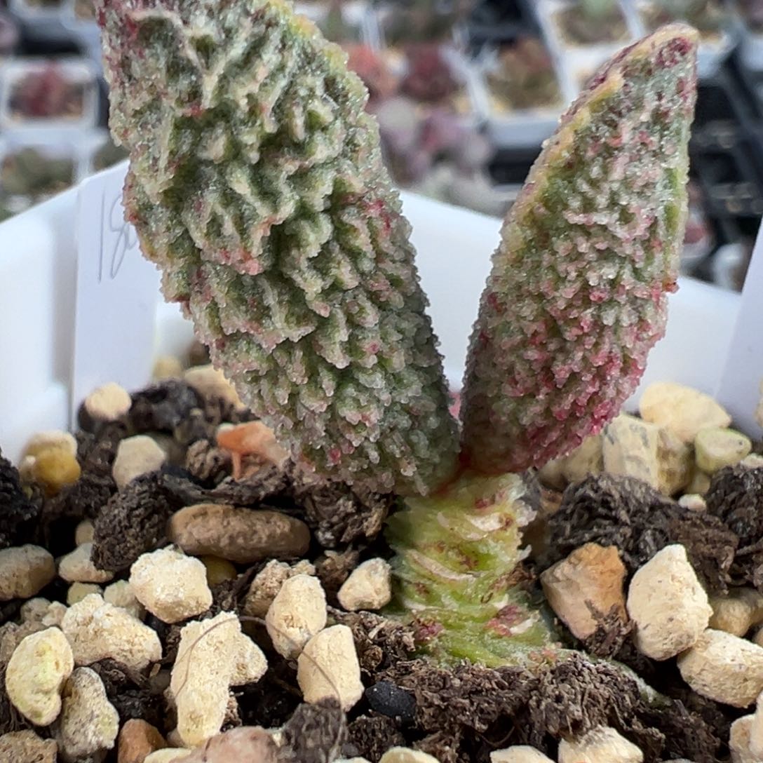 实生新品多肉植物水泡