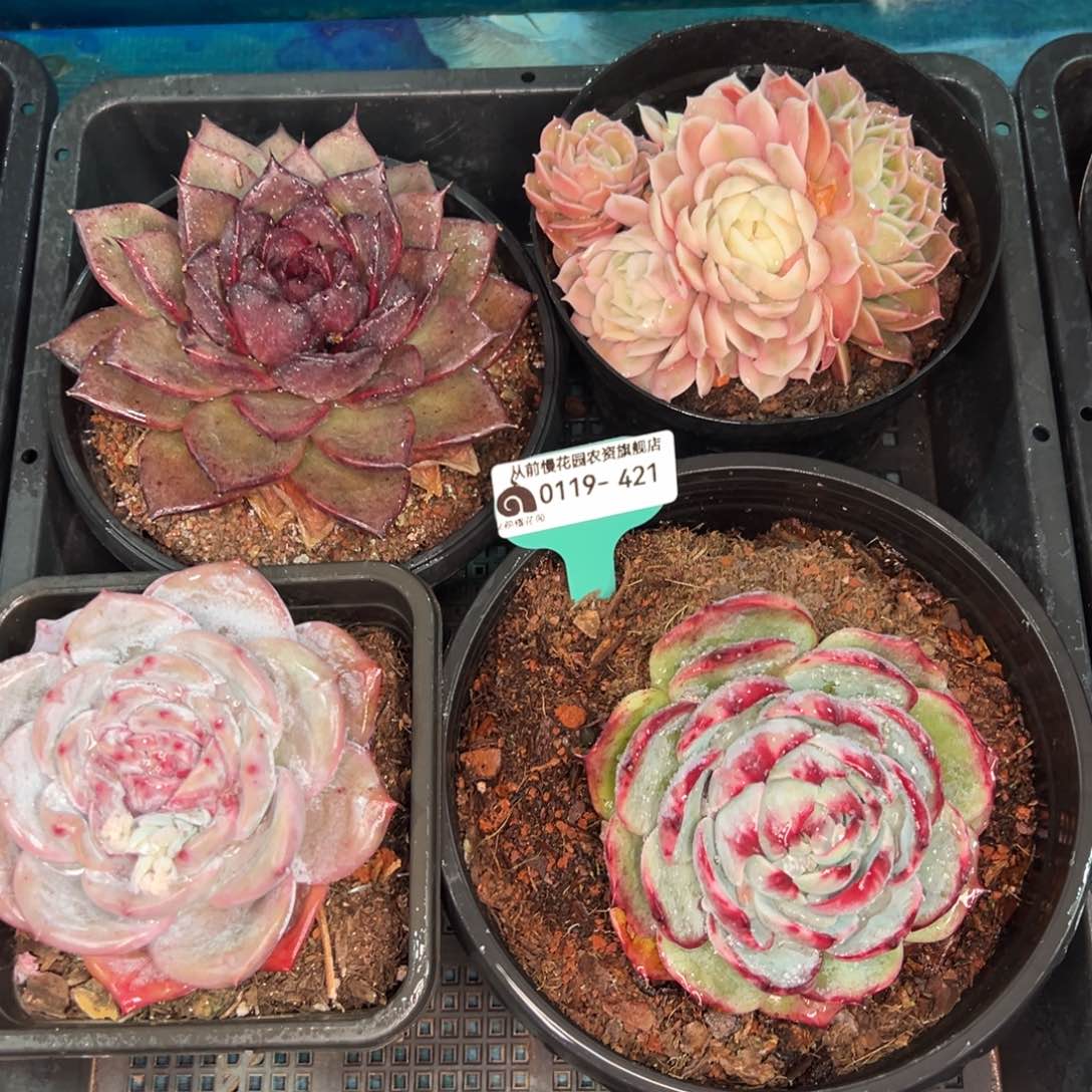 从前慢多肉精选编号0119.421