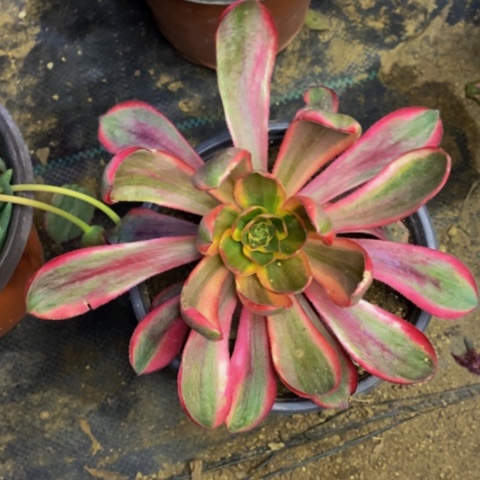 红魔女多肉植物2809