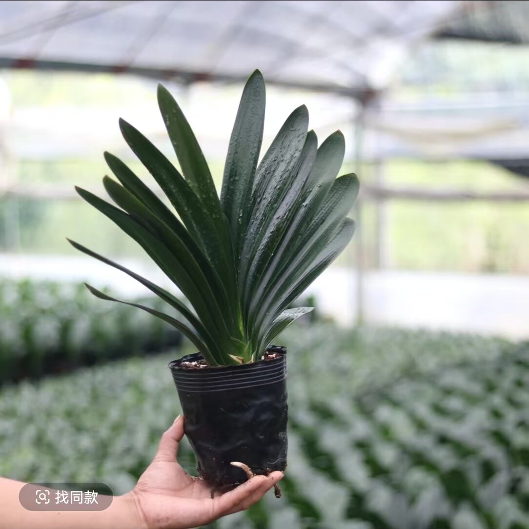 正宗原生精品长叶君子兰客厅绿植大盆栽室内庭院阳台花卉基地直销