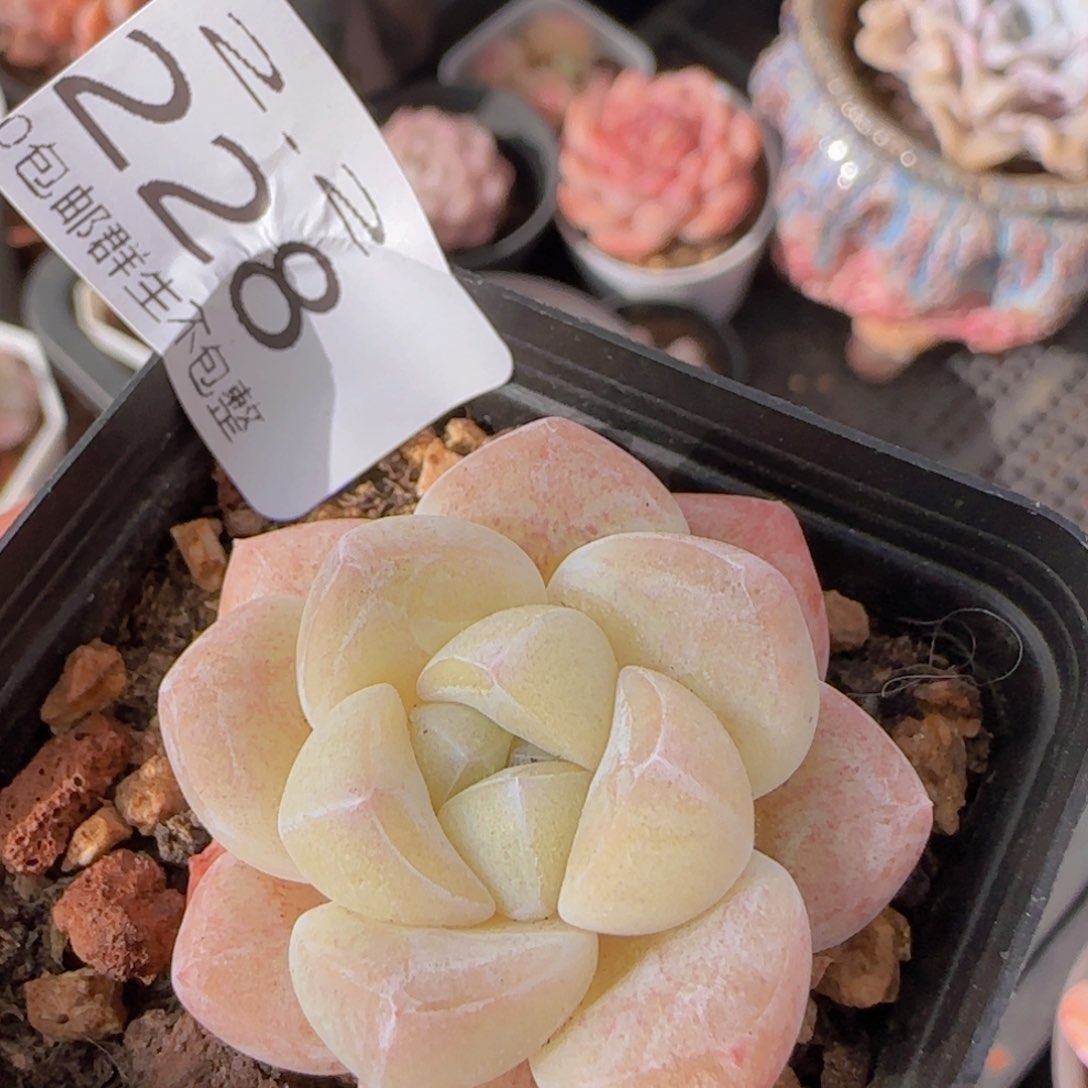 冰玉单头一颗脱土发货