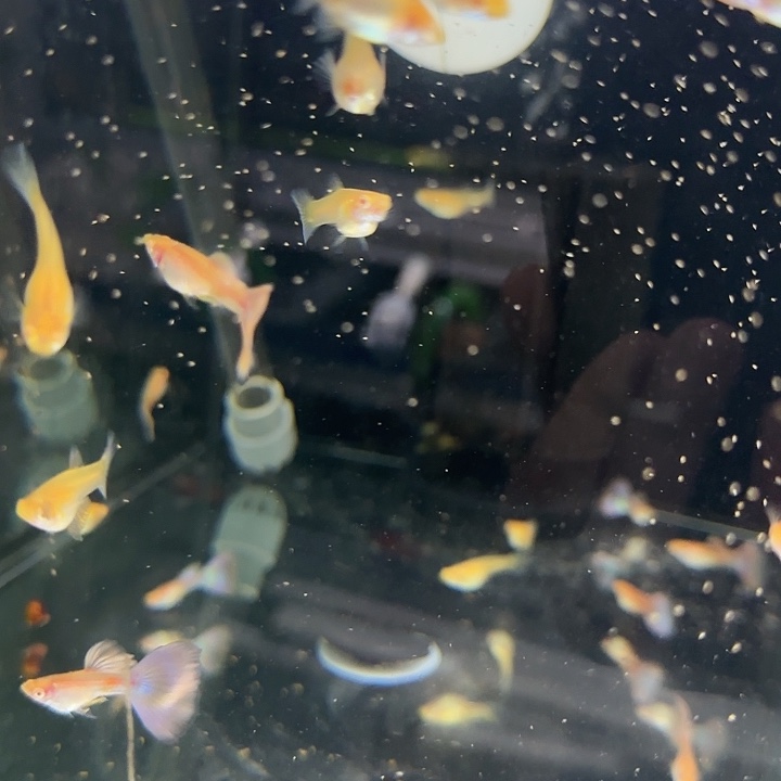 孔雀鱼金粉4对亚成