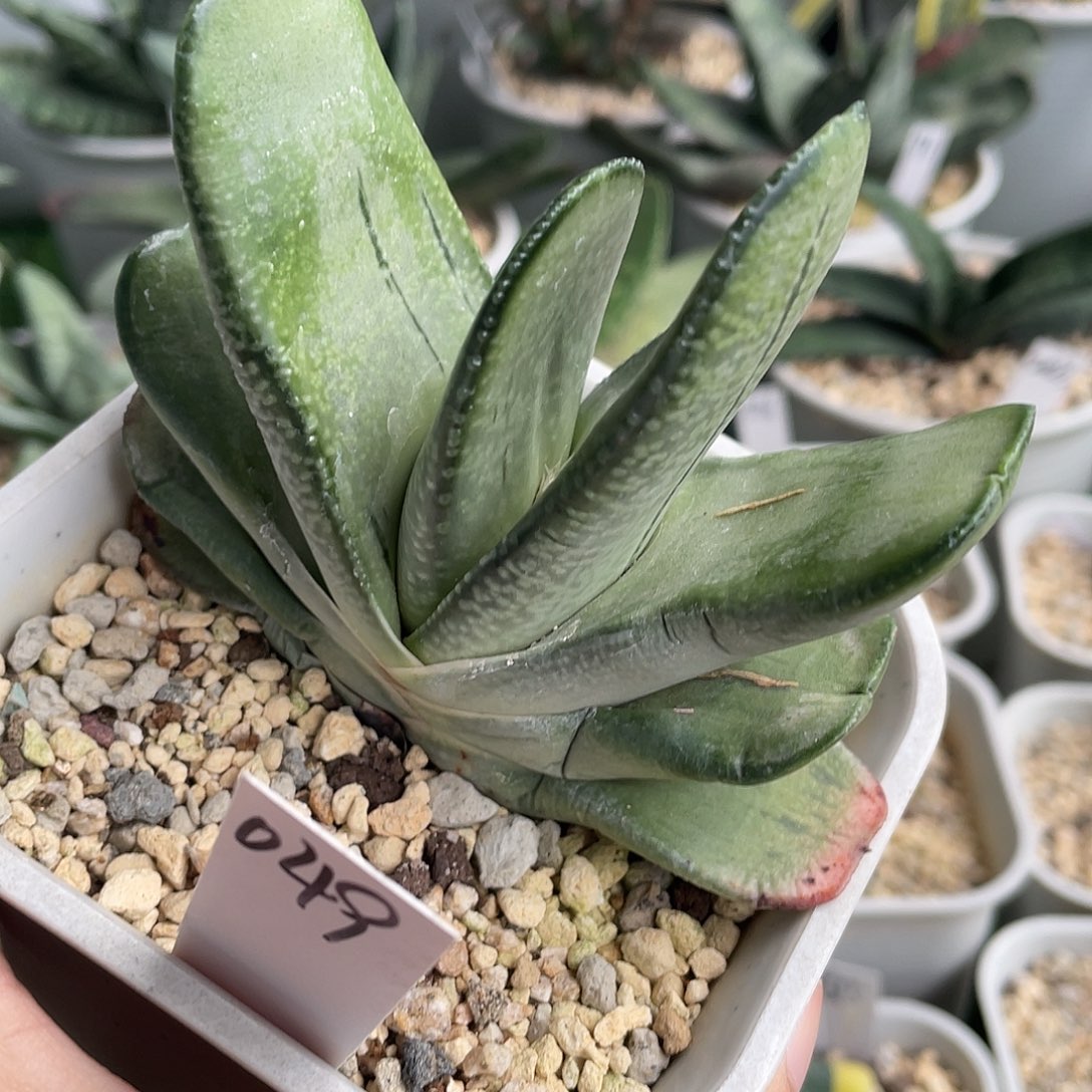 049号脱土发货111