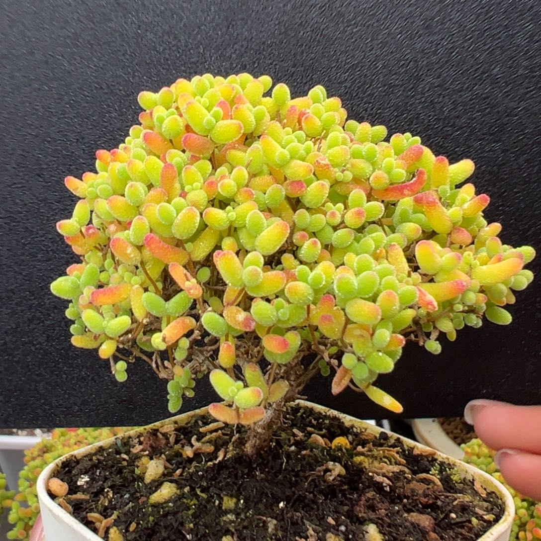 dy5541直杆小树型蜜橘糖球冠幅6.5cm
