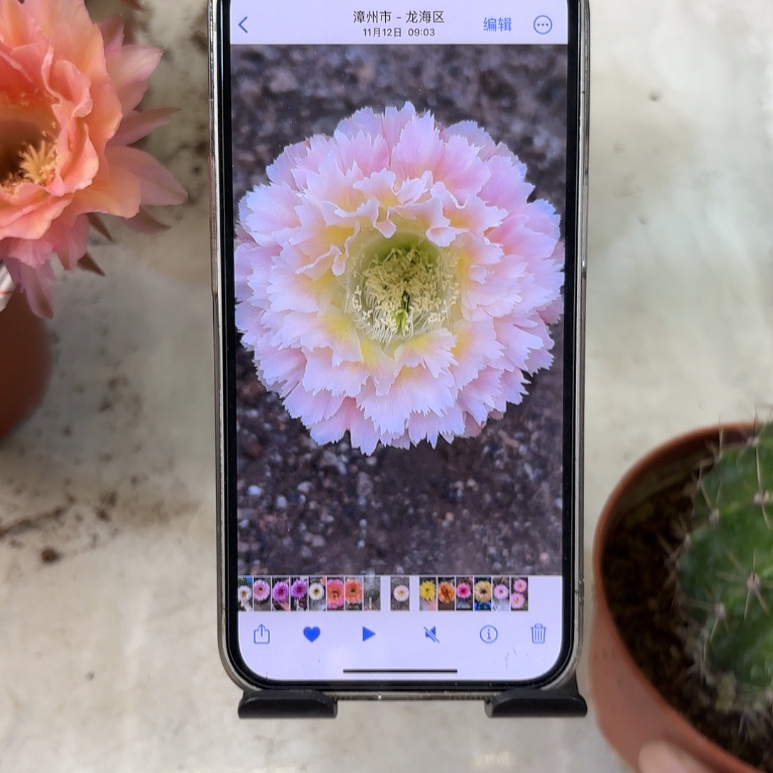 随***去彩草青青颜如玉7.5公分左右