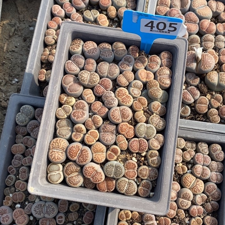 联***）生石花的季节到了405