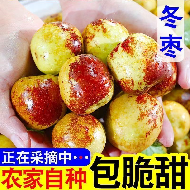 山西运城正宗冰糖冬枣现摘现发当季新鲜脆甜水果