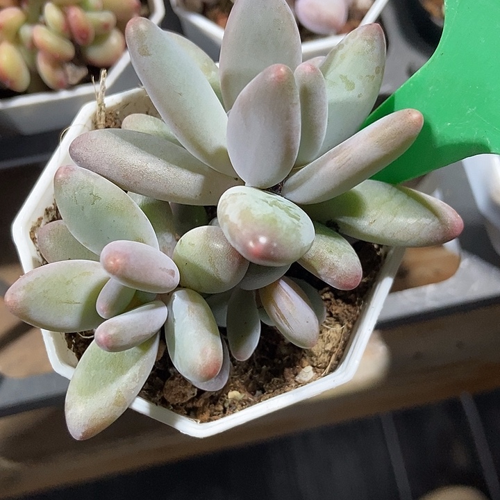 多肉植物企鹅1632