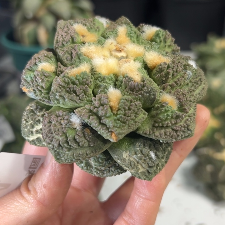 444 无根 晾3-5日后发货