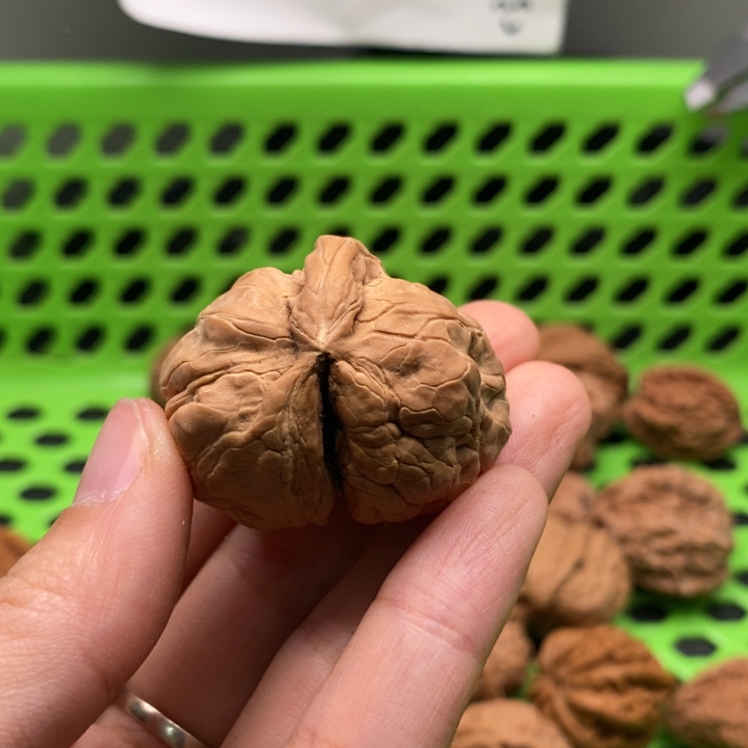 話***叽核桃定制商品不退不换