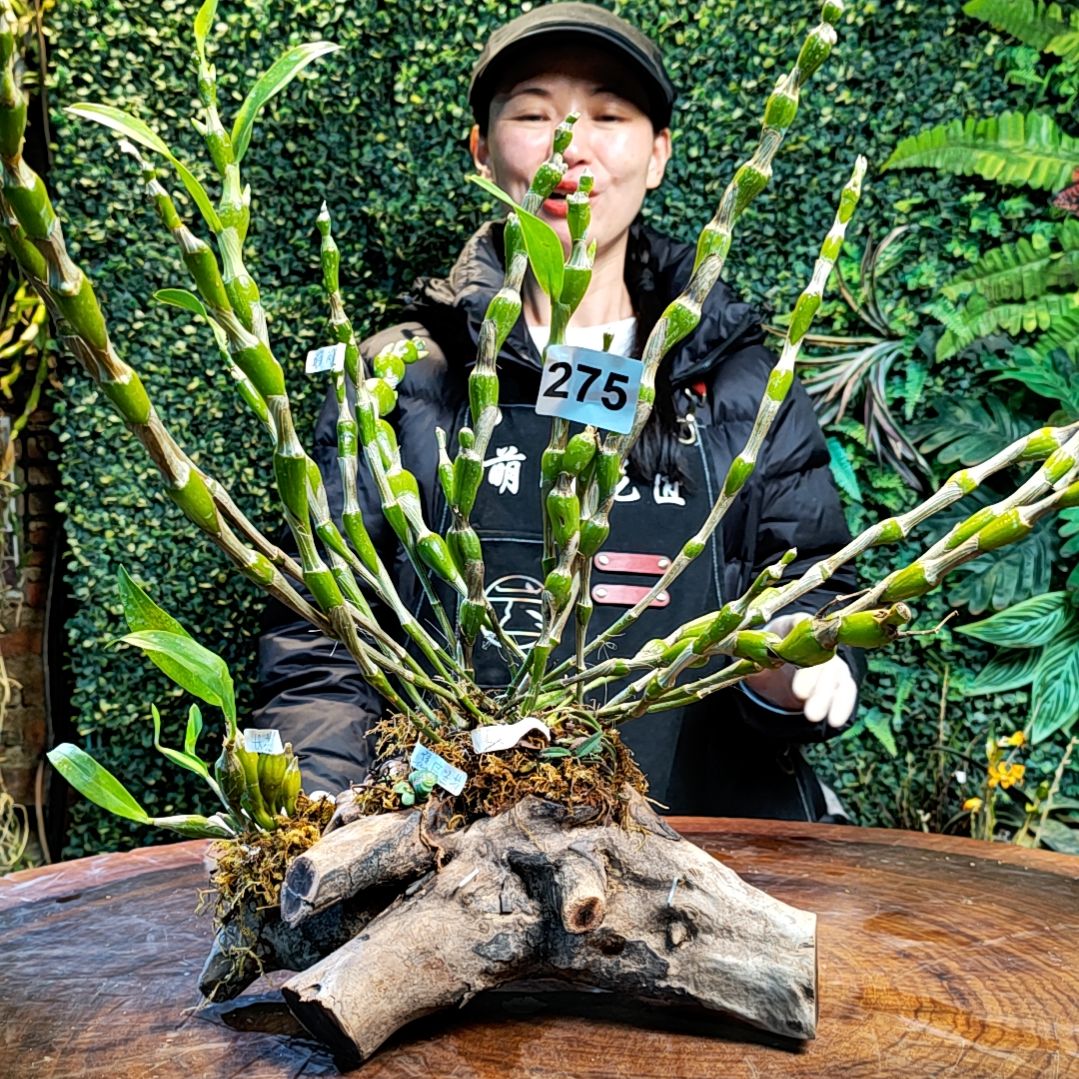 【闪购商品】275蜂腰，长苏，匙唇兰花