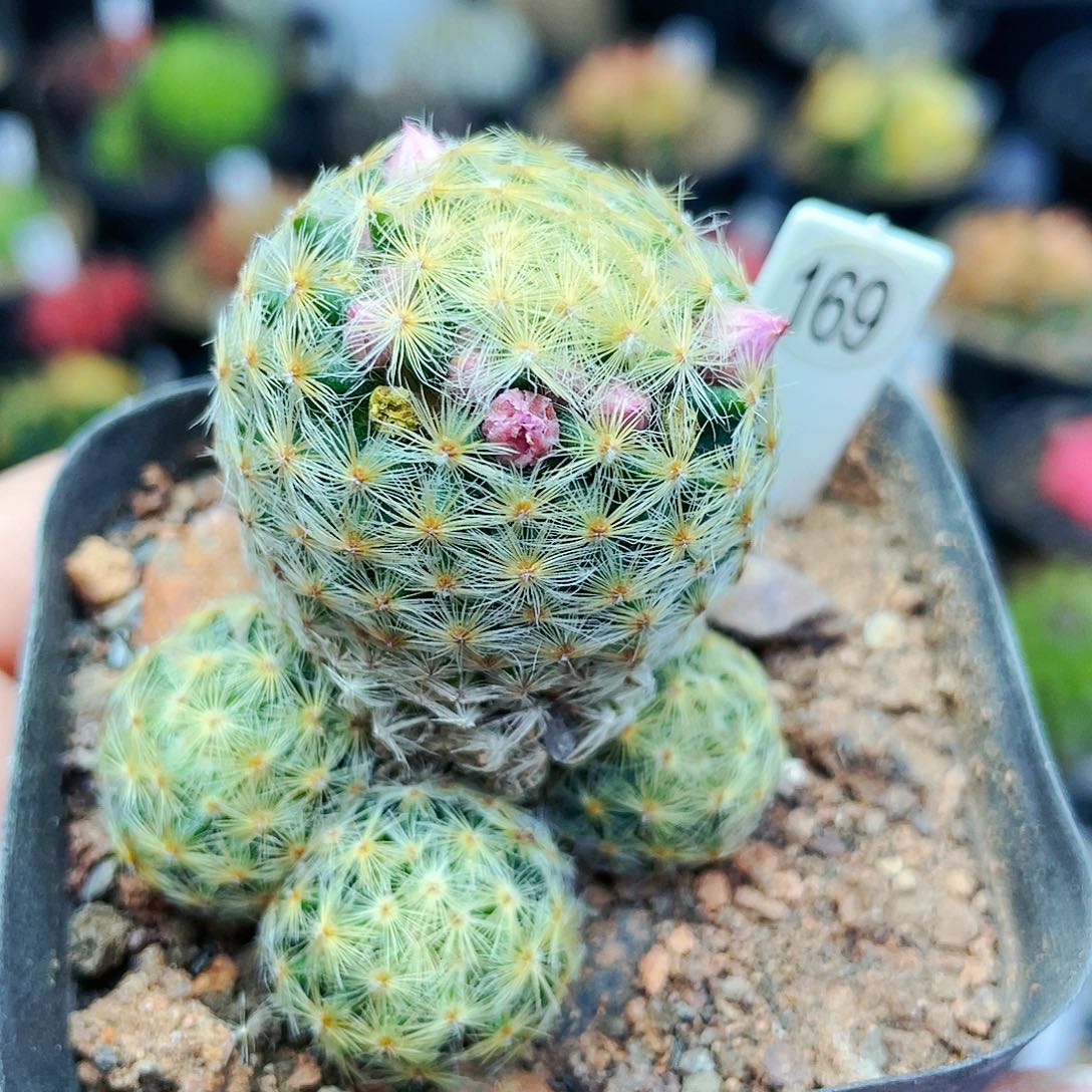 非偏远地区满25裸根发货仙人球