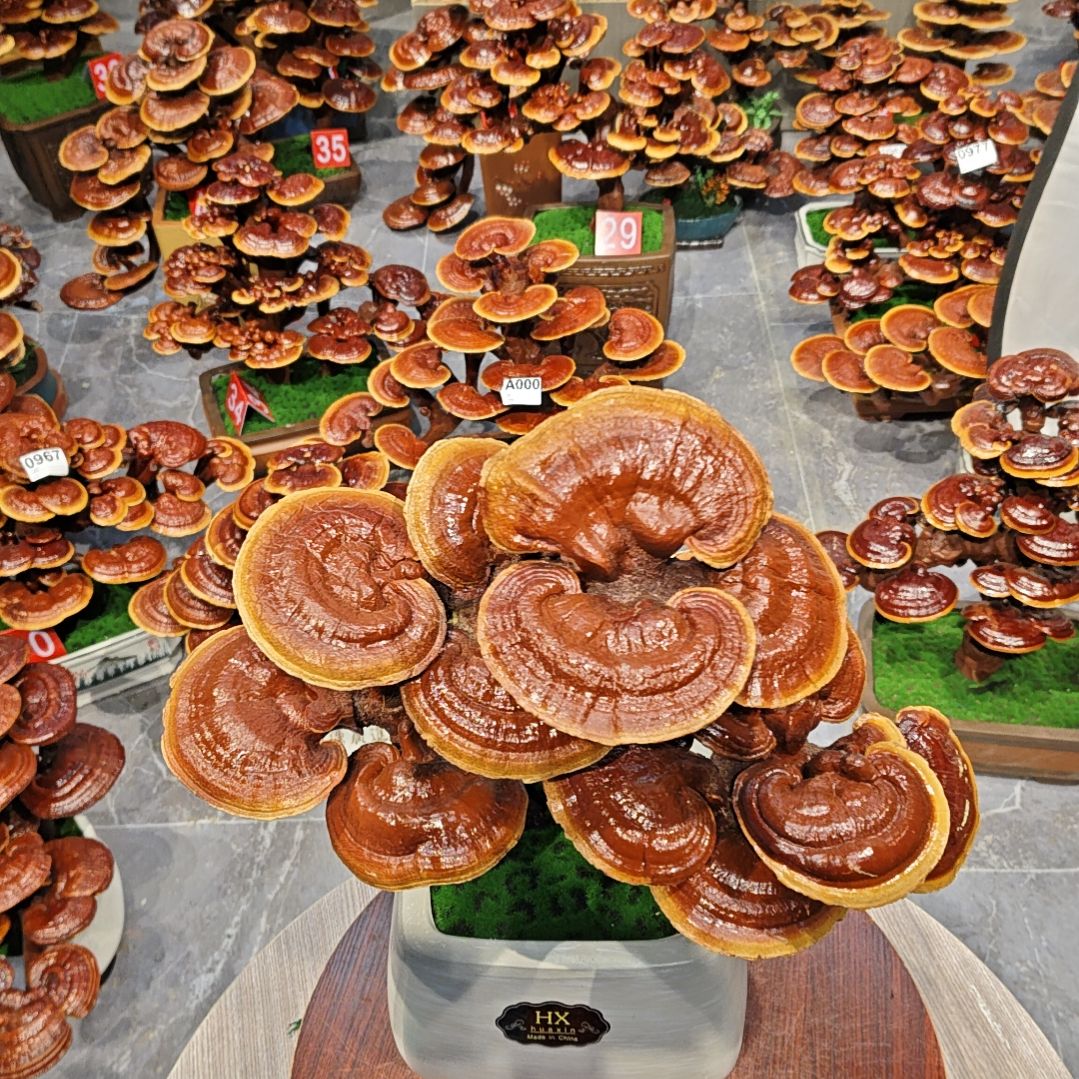 赤灵芝灵芝盆景灵芝花