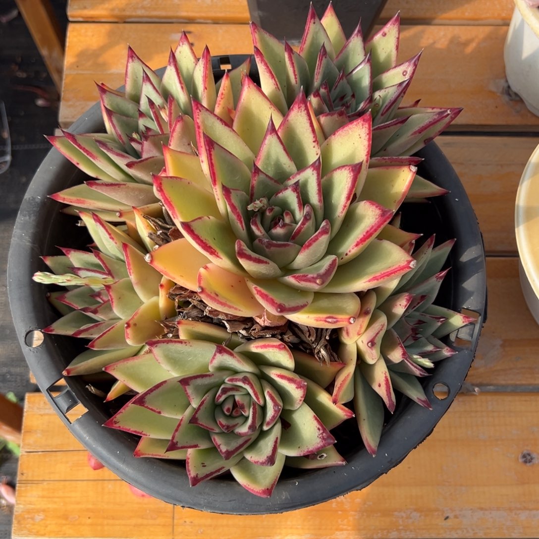 多肉大群乌木【非偏远满18包邮】