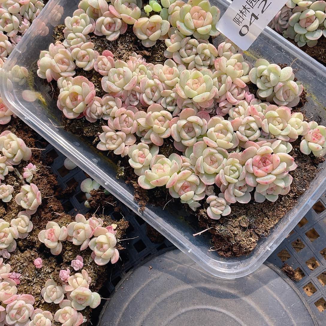 小***.多肉植物多肉植物429