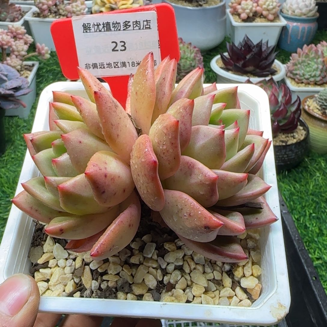 解忧植物多肉编号23