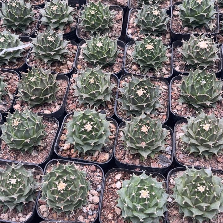 名球帝冠好养皮实