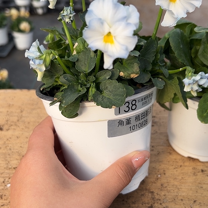 红陶抖音直播闪拍138