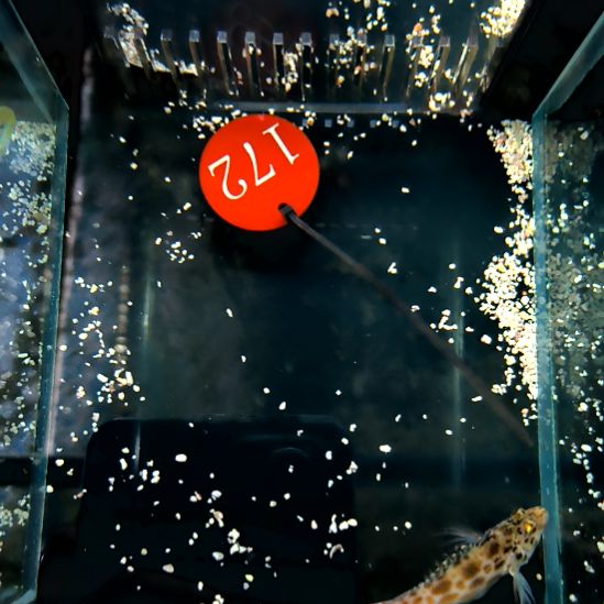 海水鱼荔枝鹰5+/5-48-172