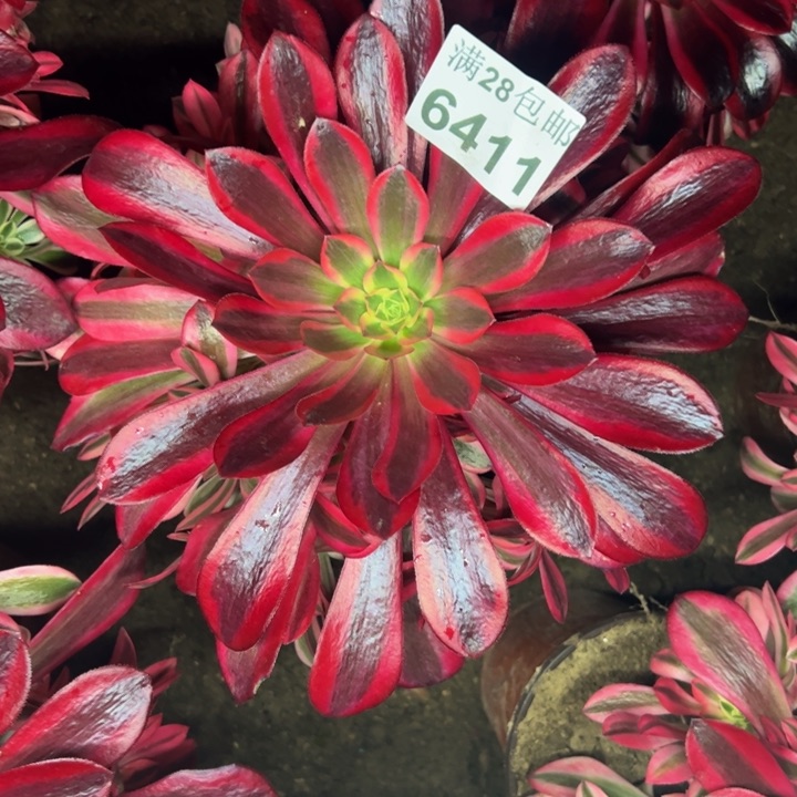 6411美杜莎多肉植物