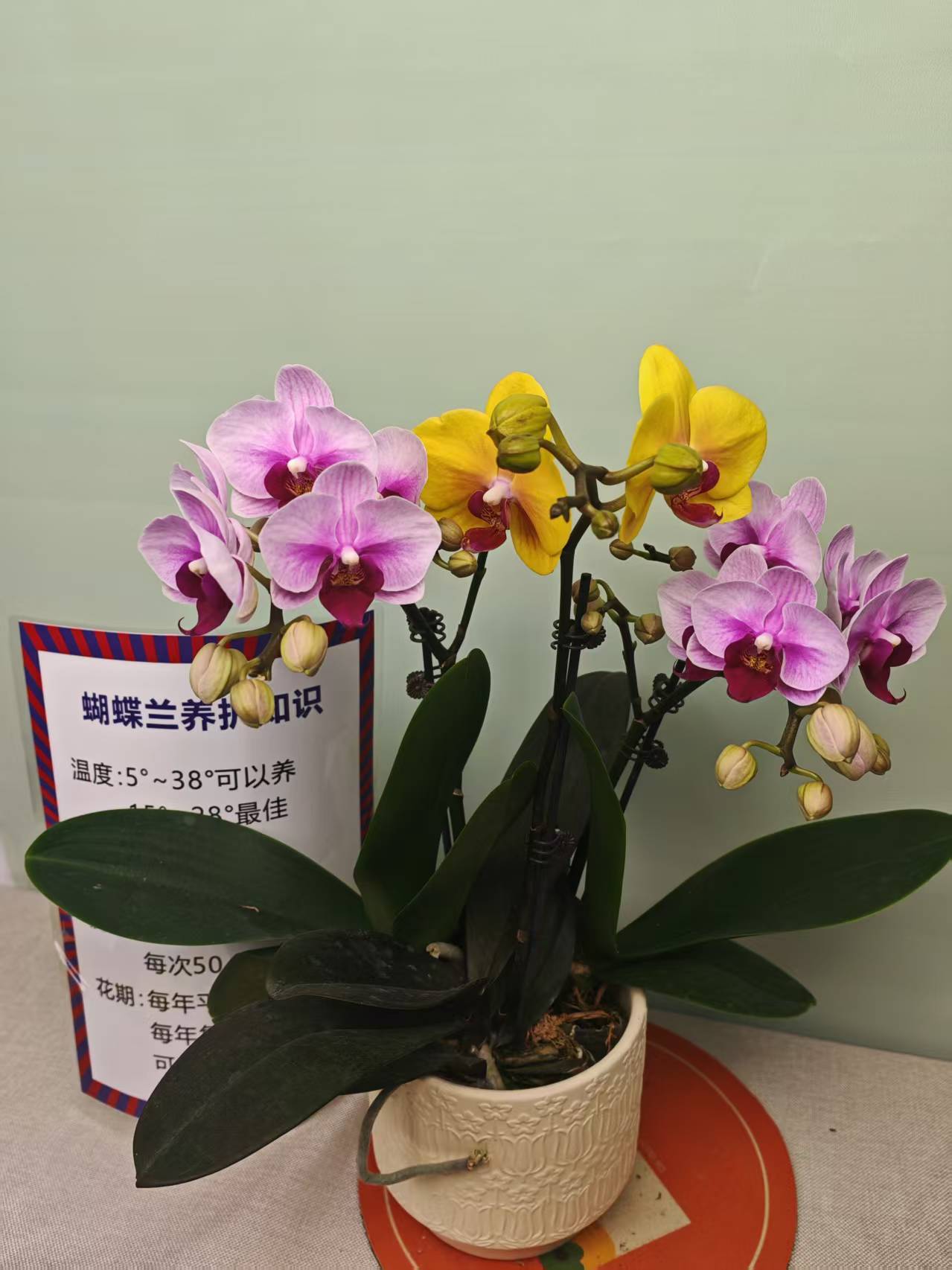 【宝贝+菠萝】蝴蝶兰 紫色大花型 四季花 室内花精品 源头基地