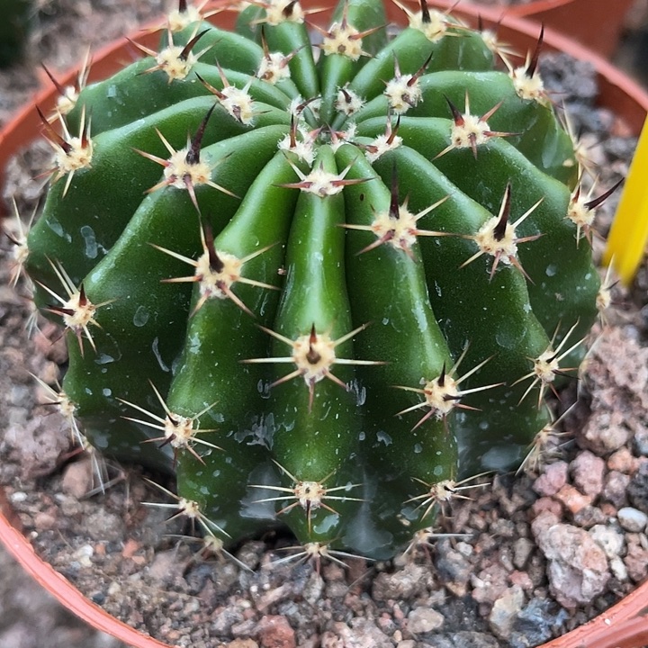 427号黑中粗刺彩草