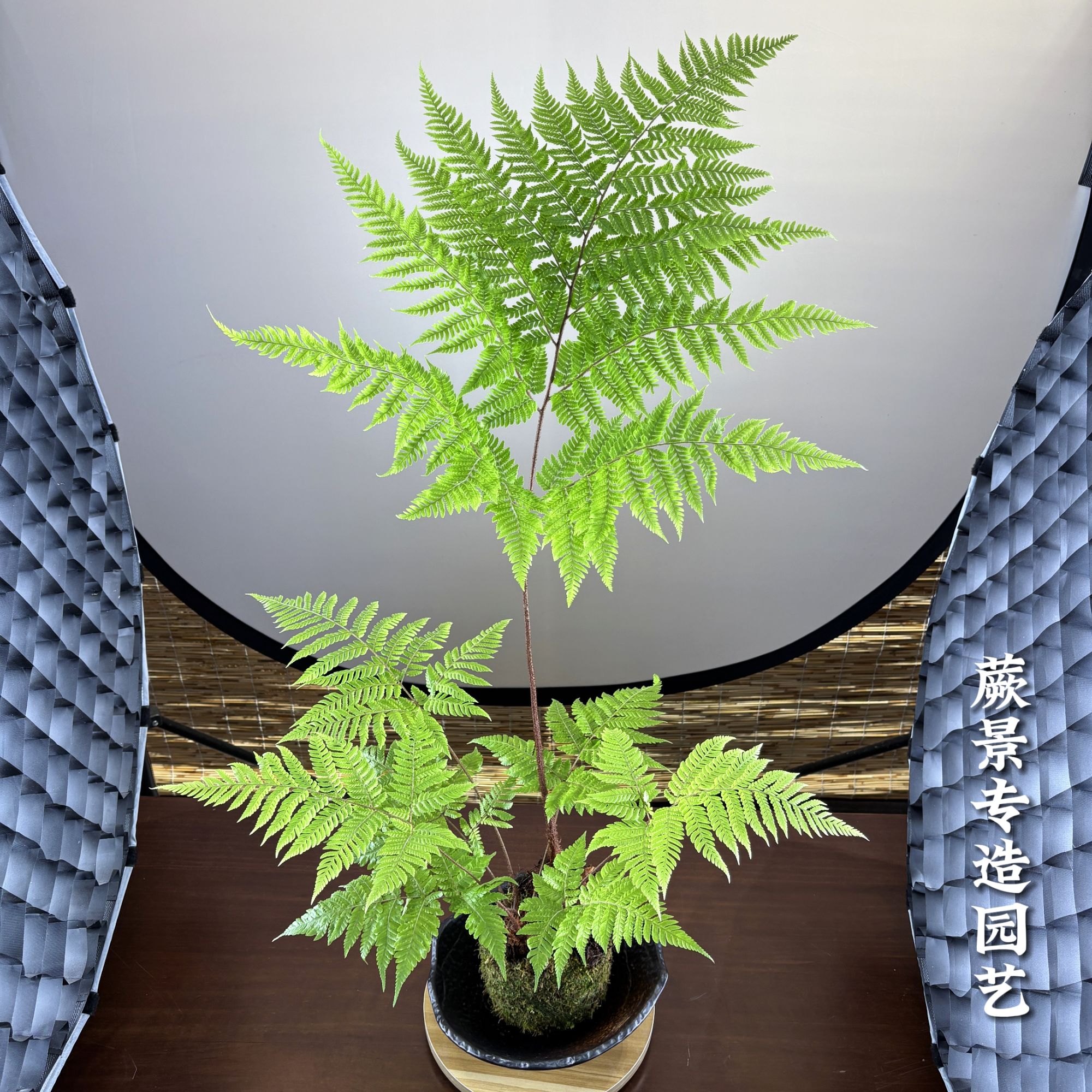 红鳞蕨、虹鳞蕨、苔藓球、好养易活、室内绿植、基地直销【一物一拍】
