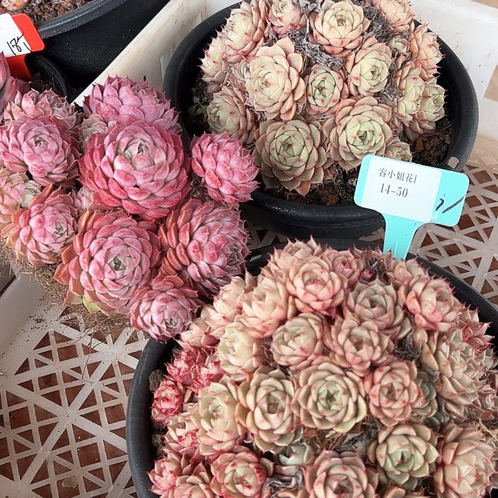 14.50一筐多肉植物