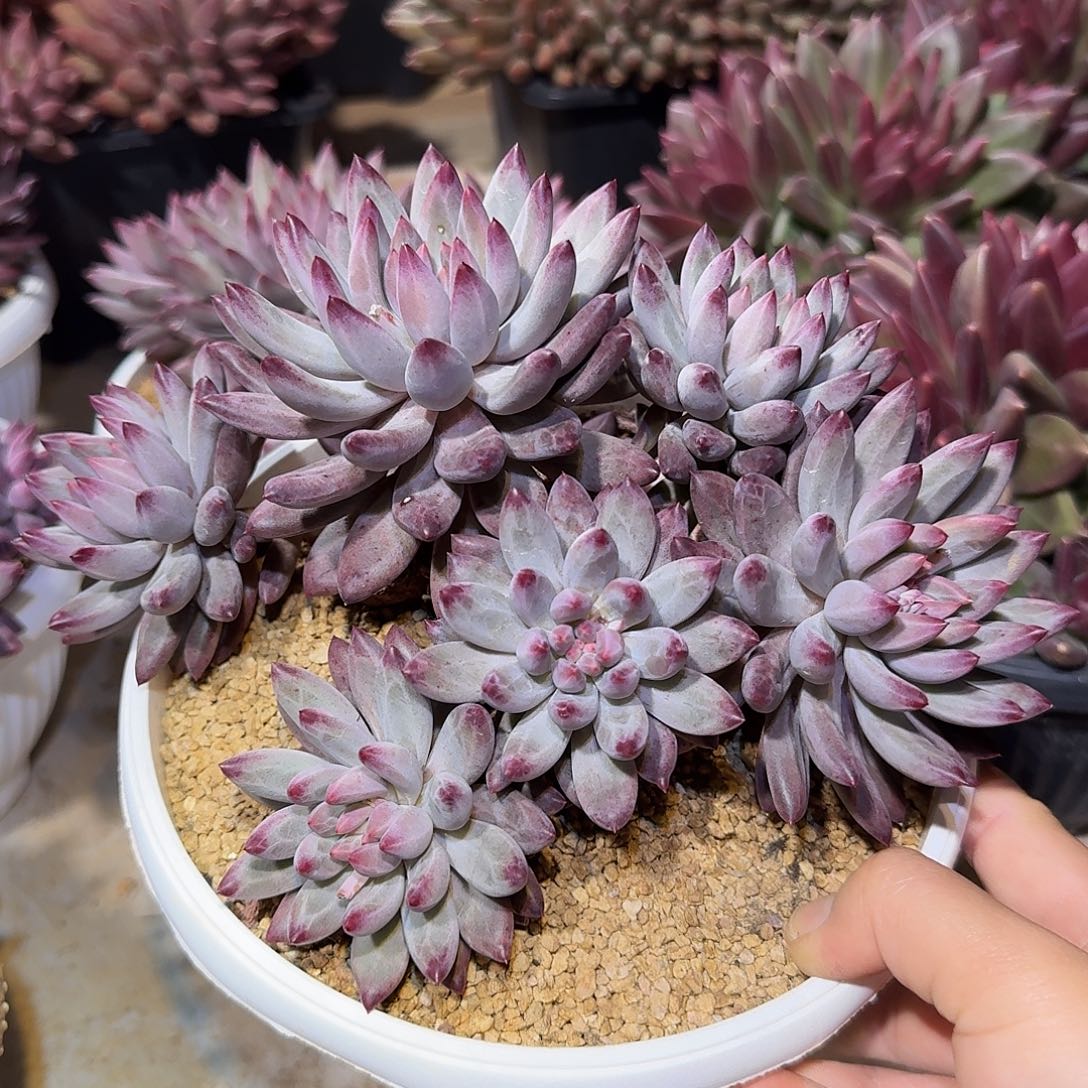 虞美人整无砍群生多肉