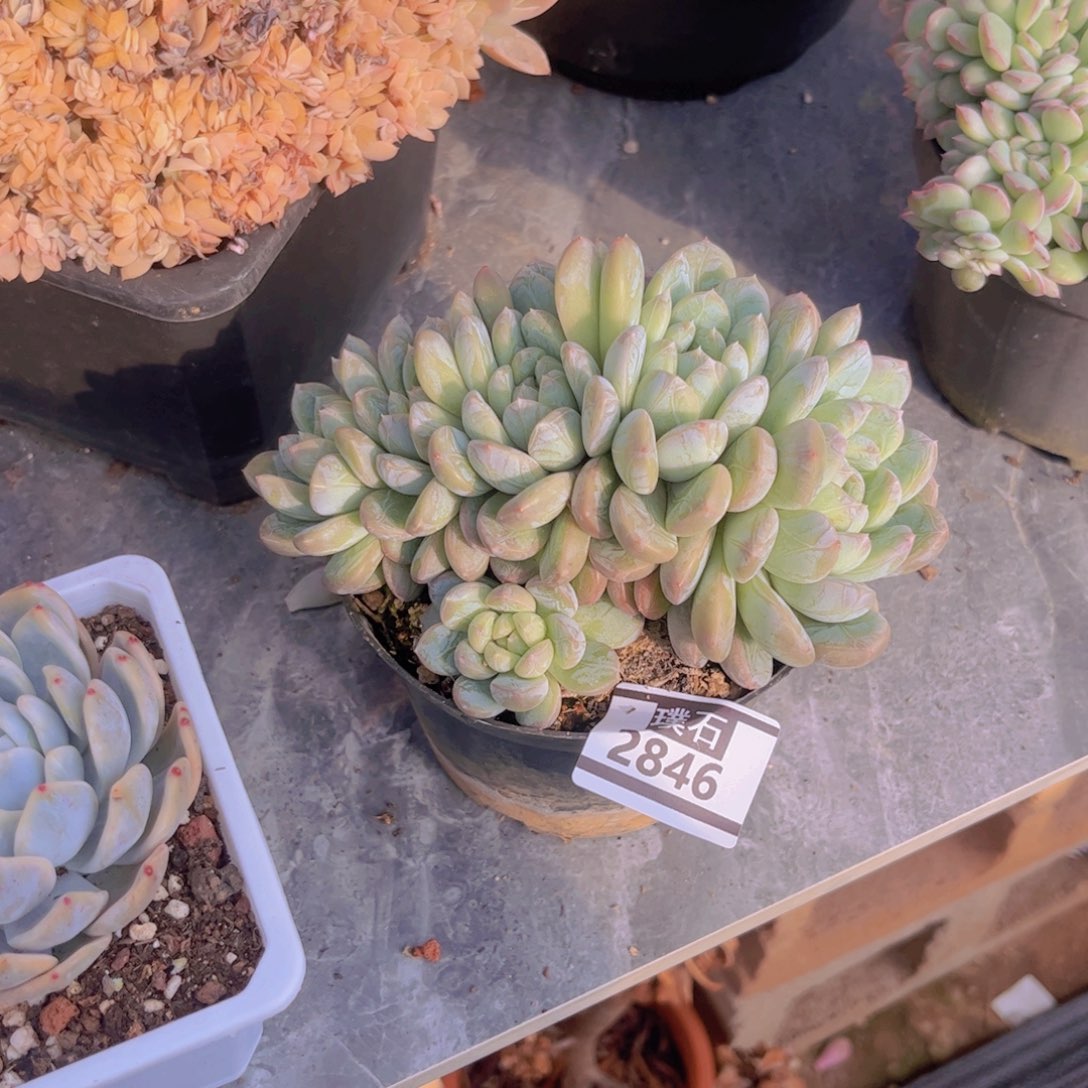 百达翡翠朵朵缀2846