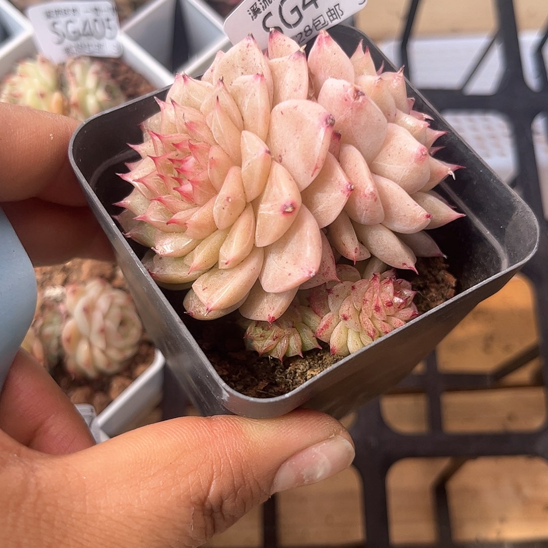 410 溪流多肉一物一拍